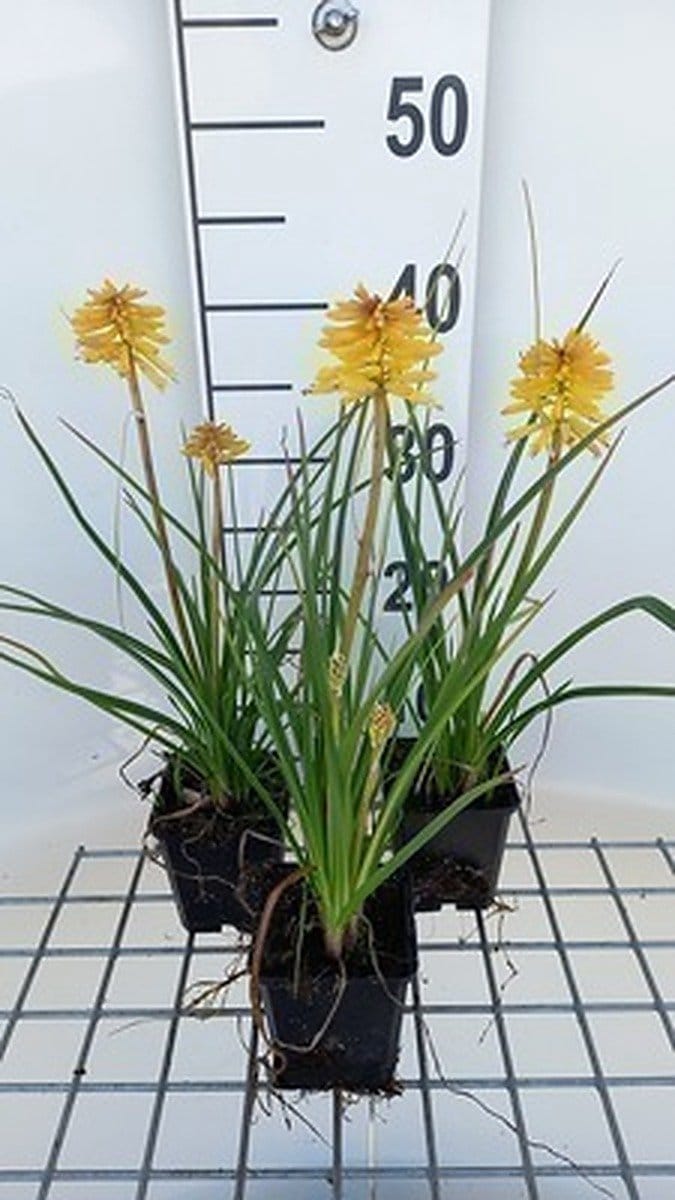 6x Vuurpijl - Kniphofia hybr. 'Banana Popsicle' | 9x9 cm pot
