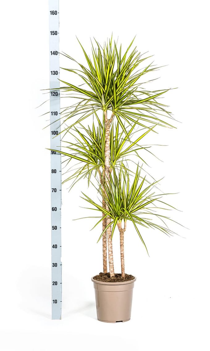 Dracaena Marginata Sunray Ø24cm - 140cm