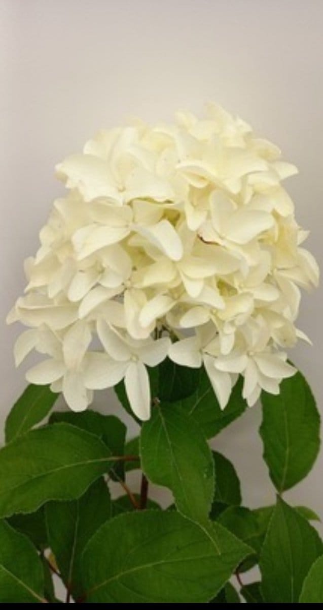Hydrangea pan. 'Skyfall'® - Pluimhortensia 40- 50 cm in pot