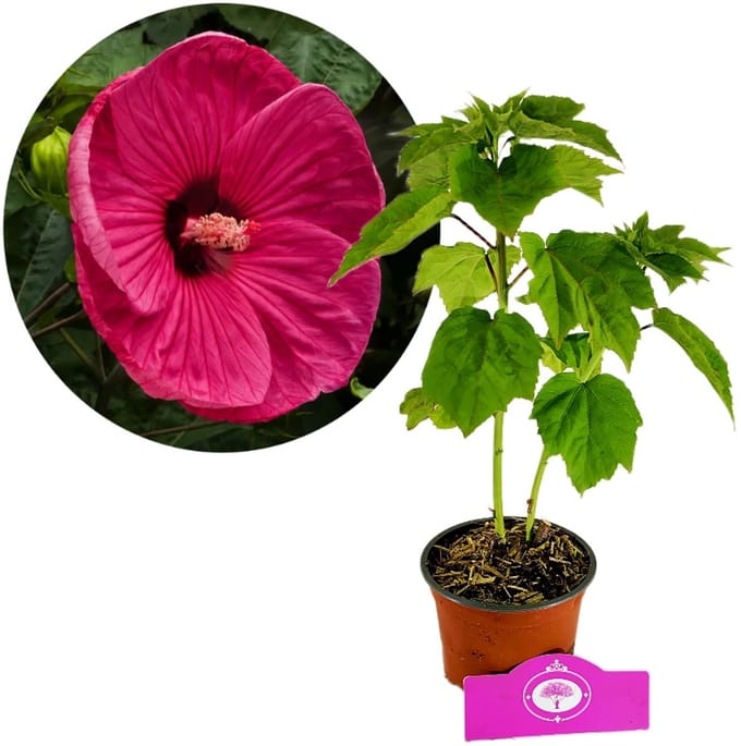 Hibiscus Moscheutos 'Jazzberry Jam', Magentarode bloem, Hoogte 40cm, 2 liter pot