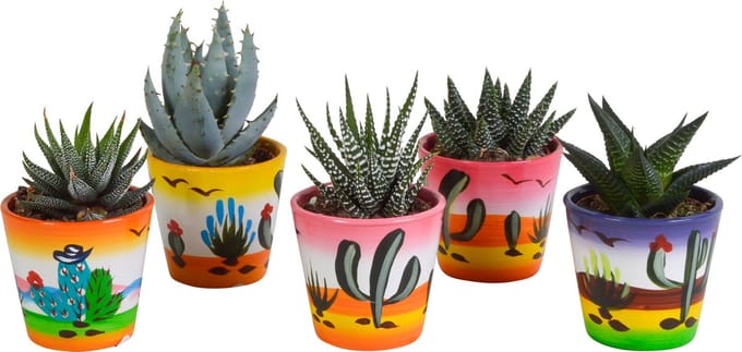 Gasteria/Haworthia mix 5.5 cm in Mexicaanse pot | 5 stuks