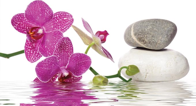 Orchid flowers wallcovering