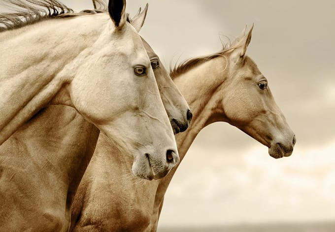 *SALE - Sepia Horses- Mint by Michelle decoupage papier A3