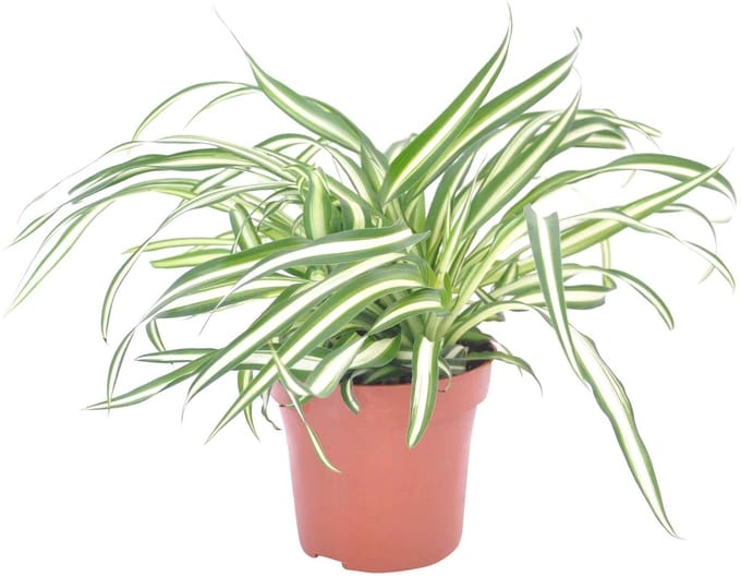 JUNAVERA Chlorophyturns Comosum Atlantic | In 12 cm Pot