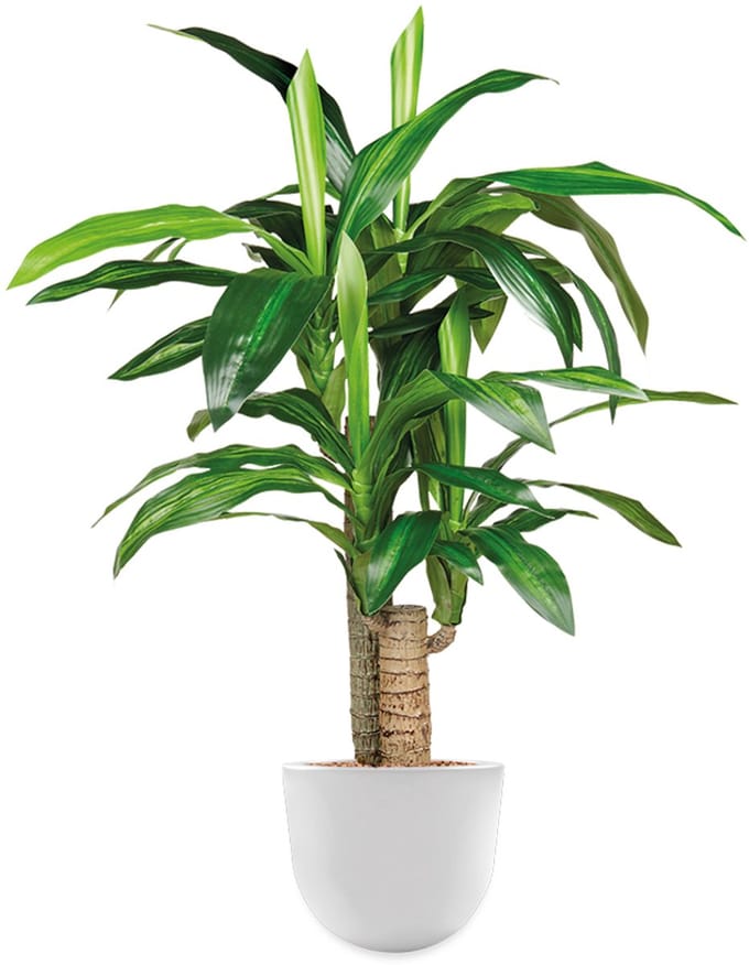 Kunstplant Dracaena Fragans in Eggy H100 cm