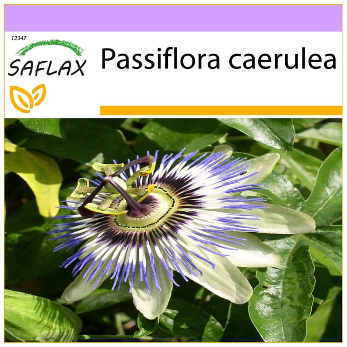 SAFLAX - Passiebloem - 25 zaden - Passiflora caerulea