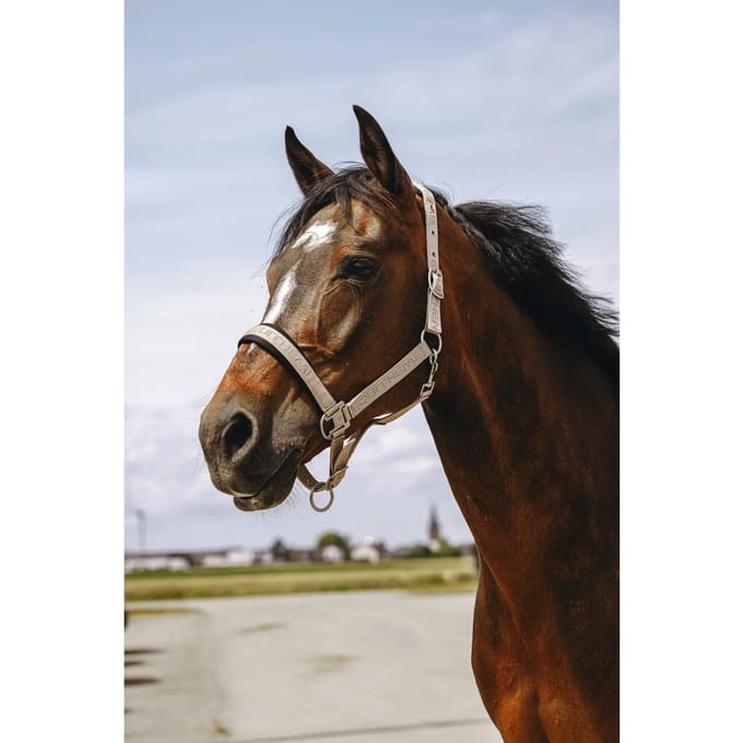 Nylon hoofdstel voor paard Equithème Jacquard
