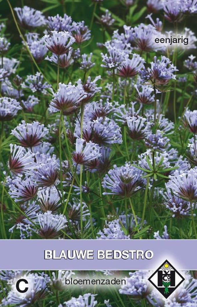 Van Hemert & Co - Blauwe Bedstro (Asperula orientalis)