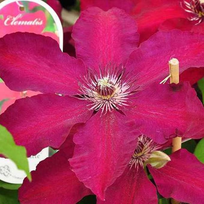 Clematis 'Westerplatte' Bosrank 50-60 cm in pot