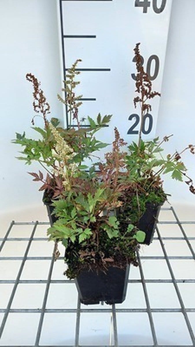 6x Prachtspirea - Astilbe (a) 'Irrlicht' | 9x9 cm pot