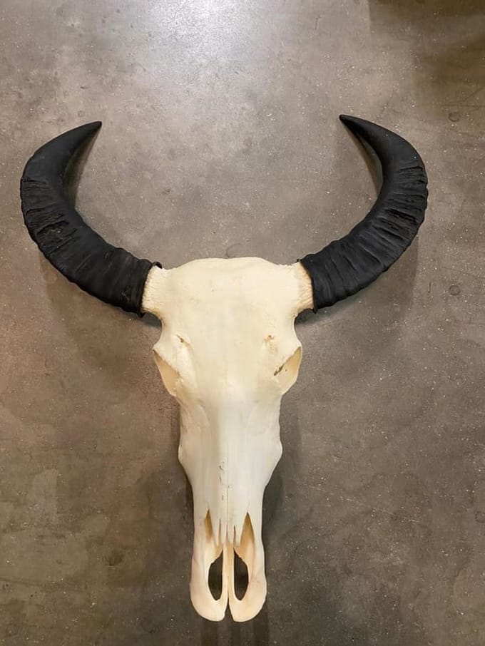 Skull echt buffel