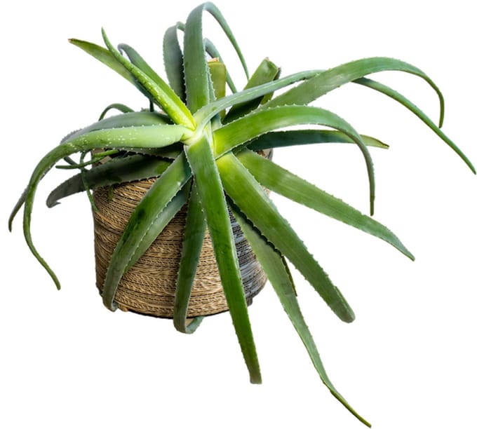 Kartonnen bloempot roos - Maat L - Diameters 21, 23, 25 cm - Kartent