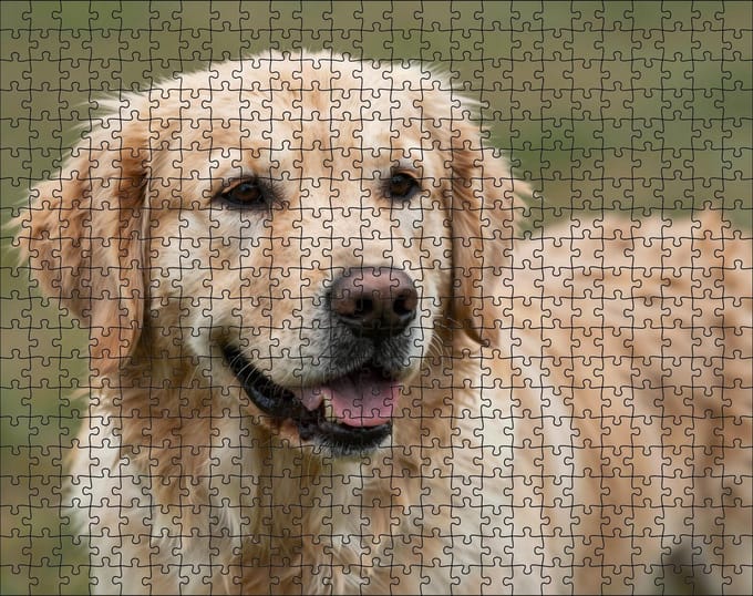 Puzzel Golden Retriever | 500 stukjes | Dierenpuzzel | Hondenpuzzel