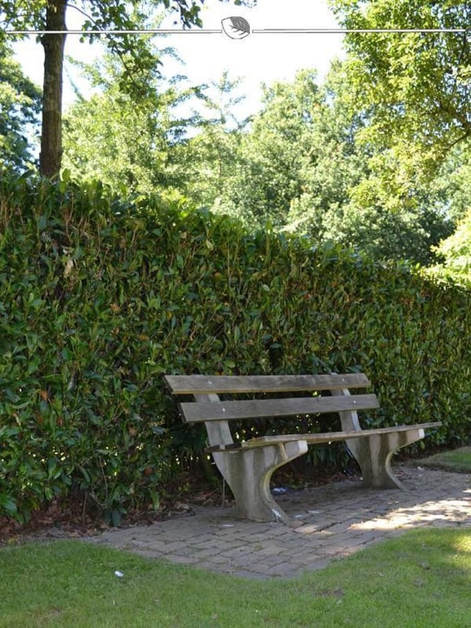 Laurier Prunus Herbergii 100-120 cm, 12x Haagplant