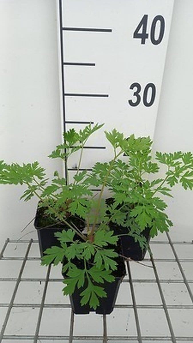 6x Gebroken hartje - Dicentra formosa | 9x9 cm pot