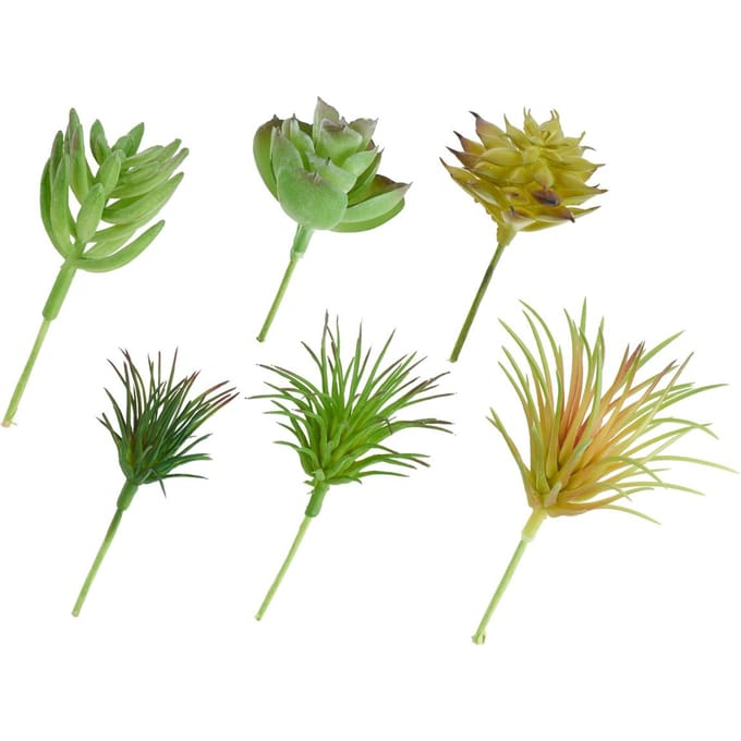 Succulentenmix