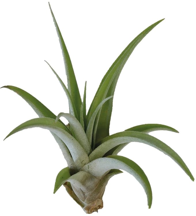 Aquafleur Tillandsia Capitata Peach