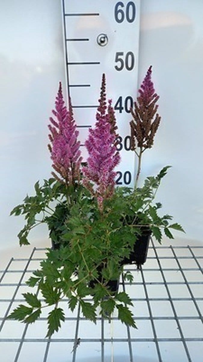6x Pluimspirea - Astilbe chin. 'Purpurkerze' | 9x9 cm pot