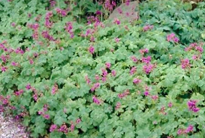 6x Geranium - Geranium macr. 'Czakor' | 9x9 cm pot