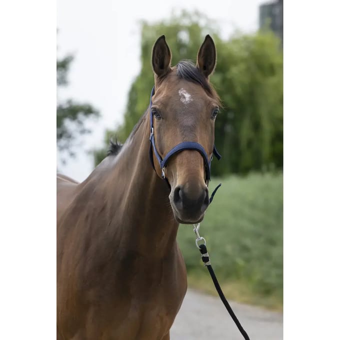 Satijnen paardenhalster Norton