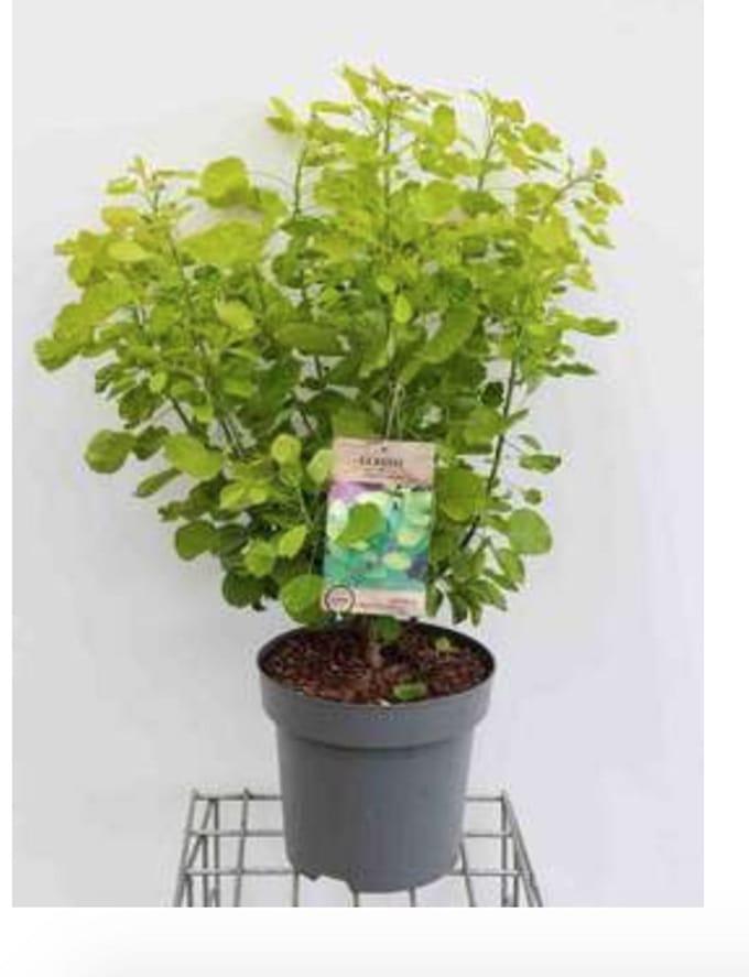 2 x Cotinus cogg. 'Lemon Lady'® - Pruikenboom 40- 60 cm in pot
