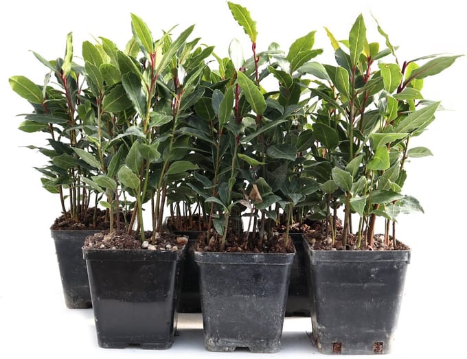 Eetbare Laurier - 6 plantjes - Laurus nobilis - keukenlaurier