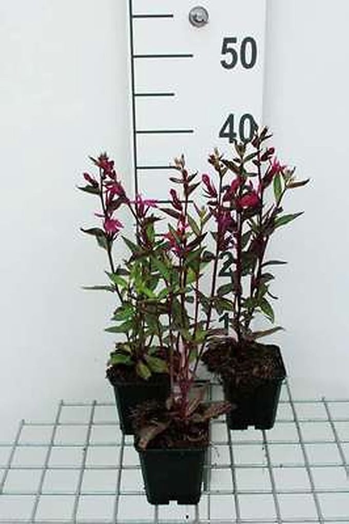 6x Prachtlobelia - Lobelia 'Tania' | 9x9 cm pot