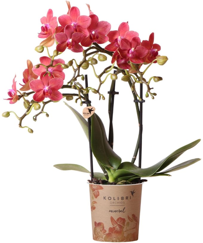 Paarse Phalaenopsis orchidee - potmaat 12 cm