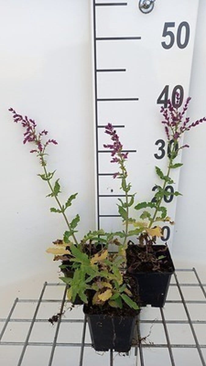 6x Struiksalie - Salvia nem. 'Schwellenburg' | 9x9 cm pot
