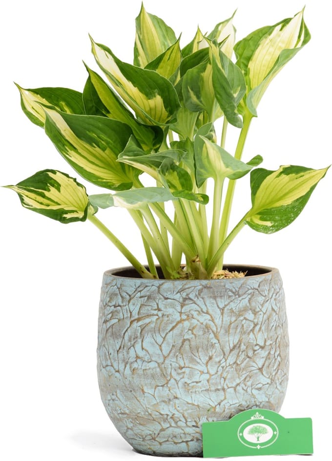 Set van 2 Hosta 'Whirlwind' - Vaste plant - 2L pot