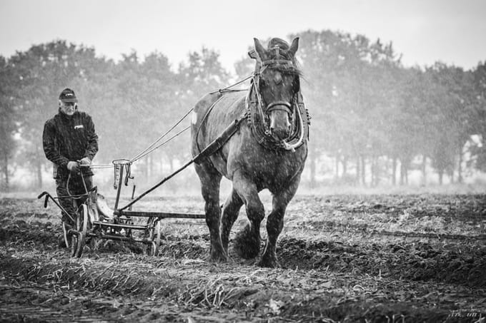 Trekpaarden TW4 - Canvas - Ton van der Weerden - 70 x 100 cm