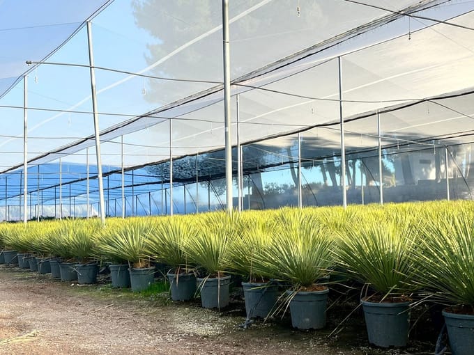 Sunny Tree - Yucca Rostrata - Palmboom - 100 cm - Winterharde palmboom - Palmlelie - Stamhoogte 15-20 cm
