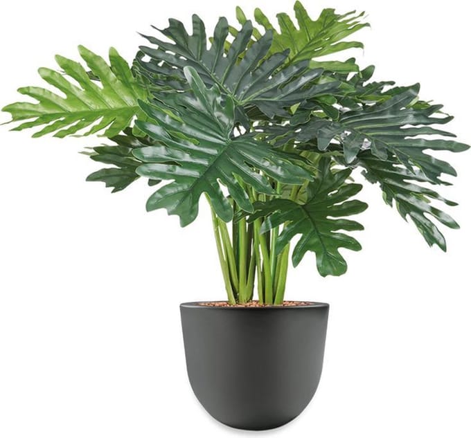 HTT - Kunstplant Philo Xanadu in Eggy antraciet H65 cm