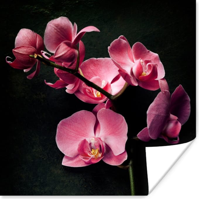 Poster Planten - Orchidee - Bloemen - Roze - 75x75 cm