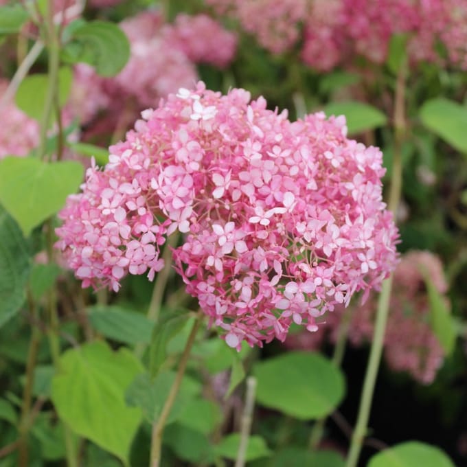Hydrangea arborescens 'Pink Annabelle'® PW 30-50 cm