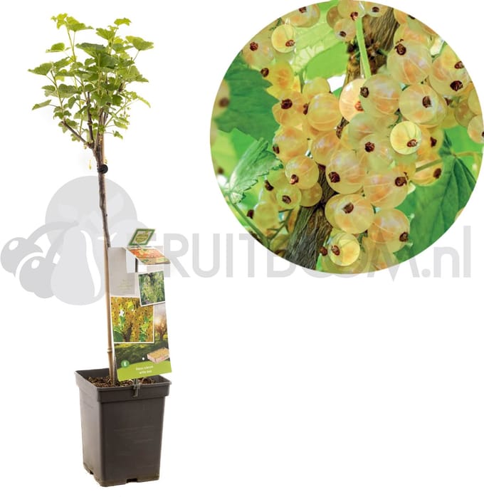Ribes rubrum Witte bes | witte aalbes op stam | Ø 18 cm