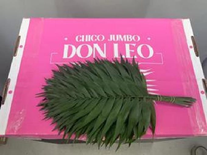 30x Sg chico jumbo - don leo