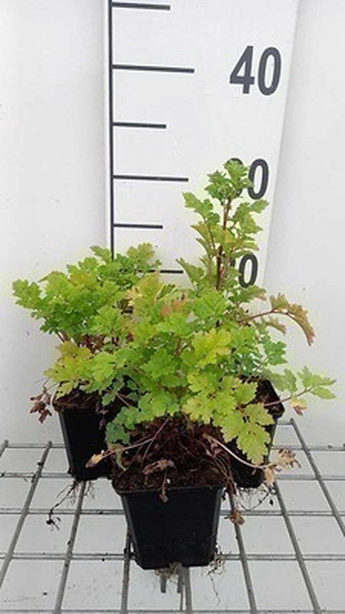 6x Margriet - Tanacetum parthenium | 9x9 cm pot
