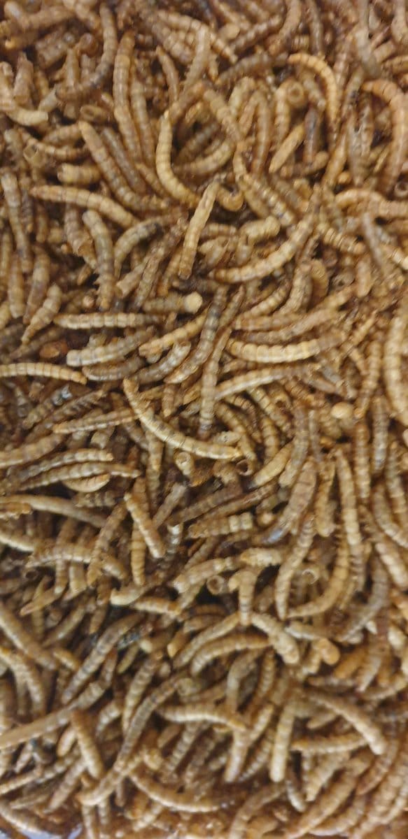 Meelwormen 100 gram