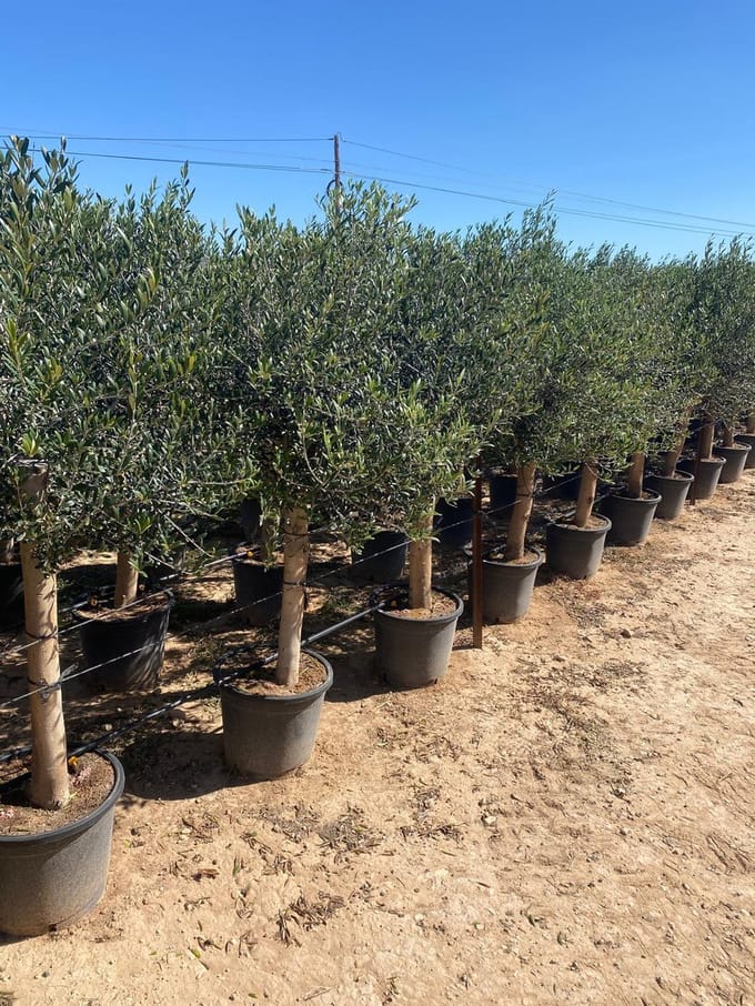 Sunny Tree - Boom - Olijfboom - Groenblijvend - 30 jaar oud- 180 cm - Winterhard