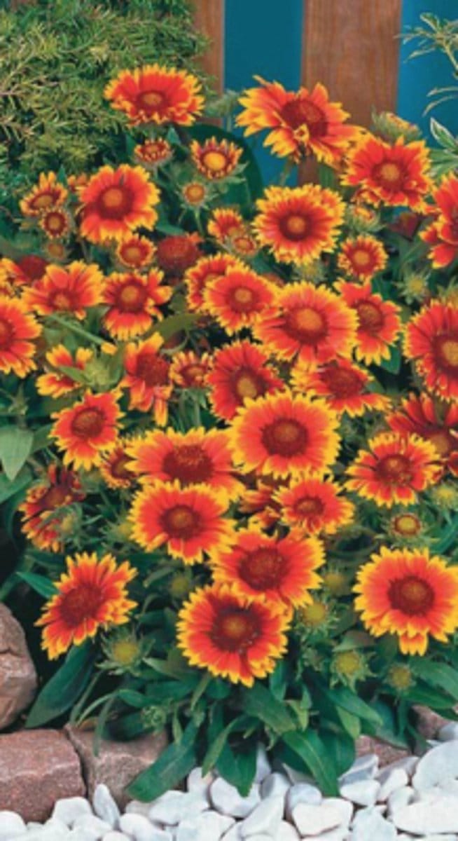 6 x  Gaillardia 'Arizona Sun' - KOKARDEBLOEM - pot 9 x 9 cm