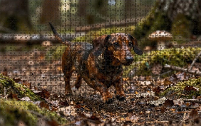 Puzzel Teckel in het bos | 1000 stukjes | Dierenpuzzel | Hondenpuzzel