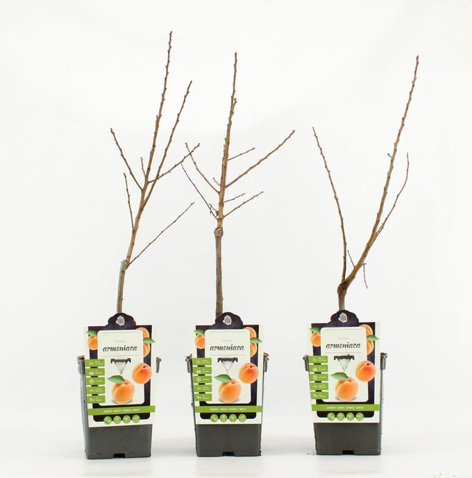 Mini Abrikoos - Prunus Armeniaca - hoogte 50 - 60 cm