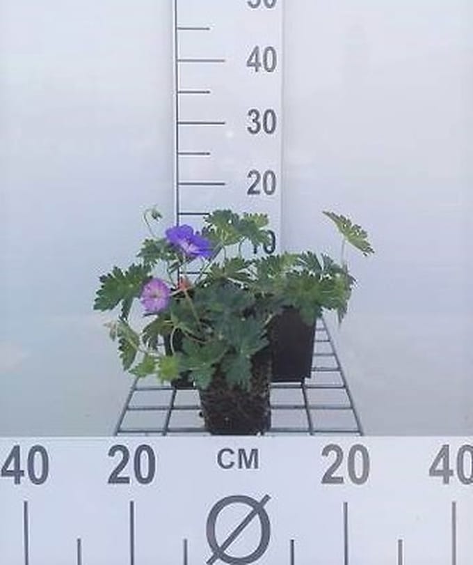6x Ooievaarsbek - Geranium hybr. 'Rozanne'® | 9x9 cm pot