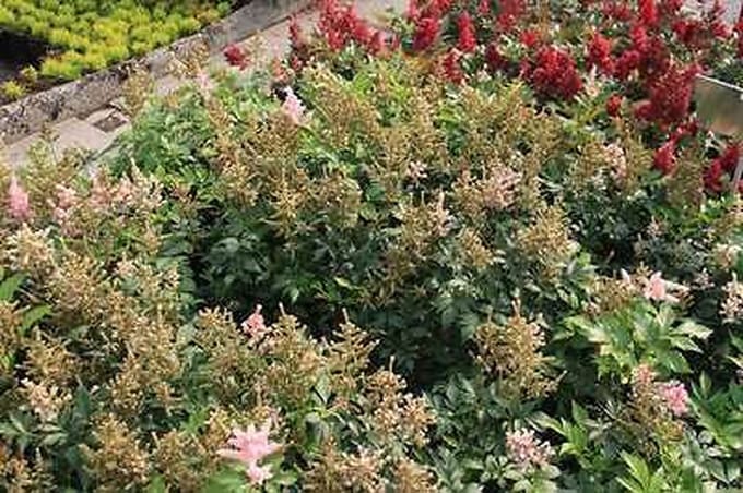 6x Pluimspirea - Astilbe (j) 'Europa' | 9x9 cm pot