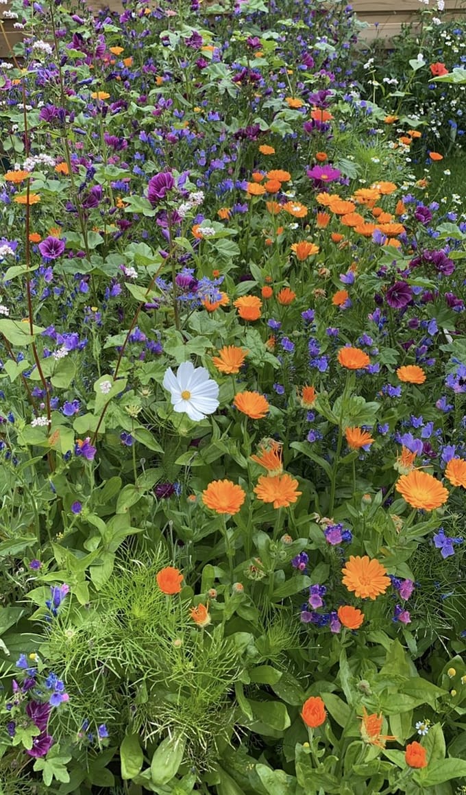 Veldbloemen Snijbloemen 5 gram