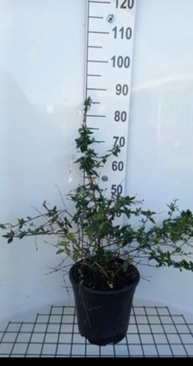 Abelia grandiflora - Abelia 50- 60 cm in pot