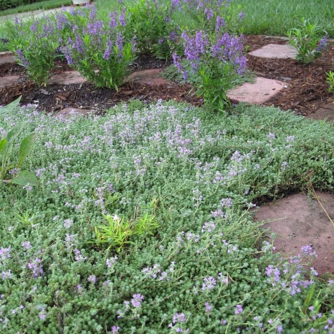 6 x Kleine Tijm / Kruiptijm - Winterharde Bodembedekkers - Thymus serpyllum in 9x9cm pot met hoogte 5-10cm