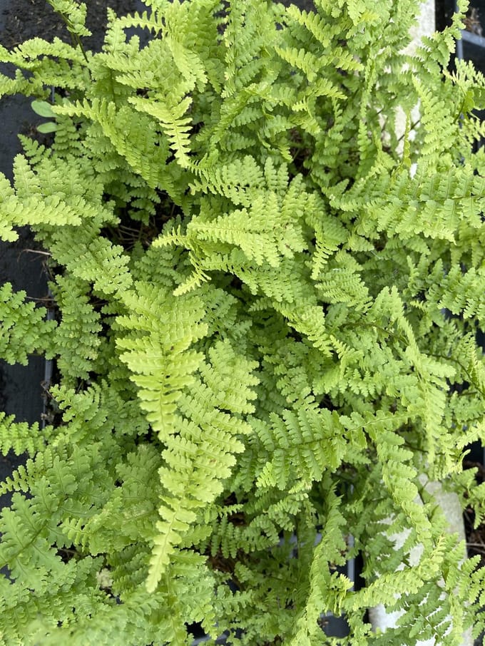 6x Mannetjesvaren - Dryopteris f.-m. 'Barnesii' | 9x9 cm pot