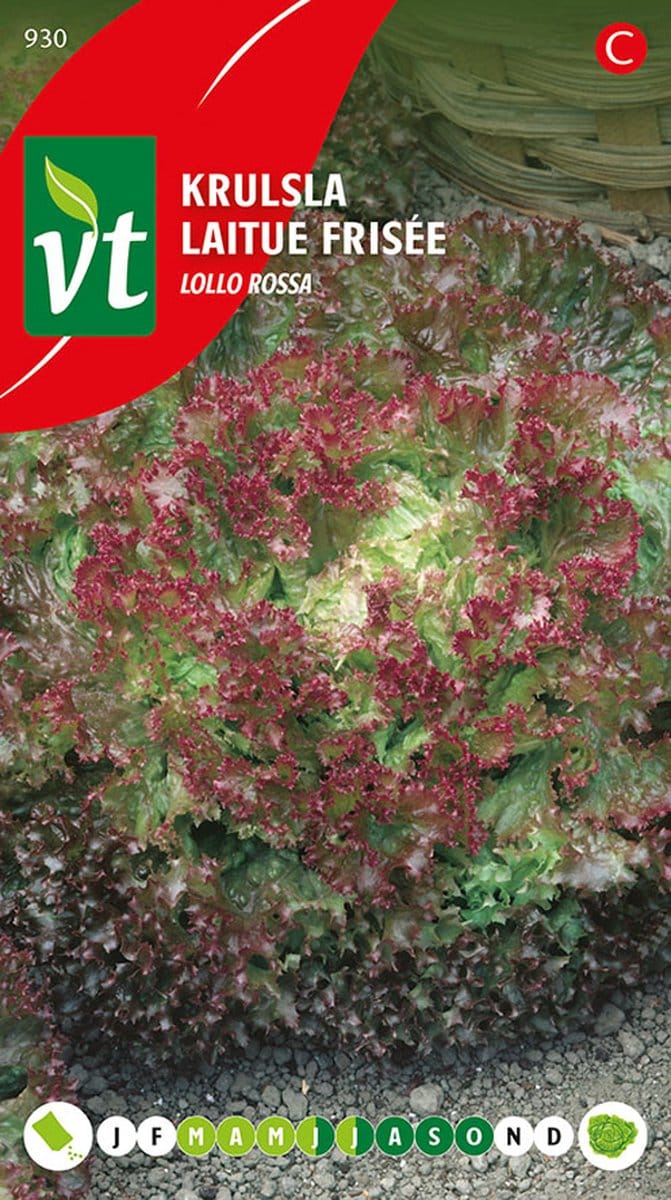 Sla 'Krulsla Lollo Rossa' Zaden - Decoratieve en Roodgetinte Slakrop